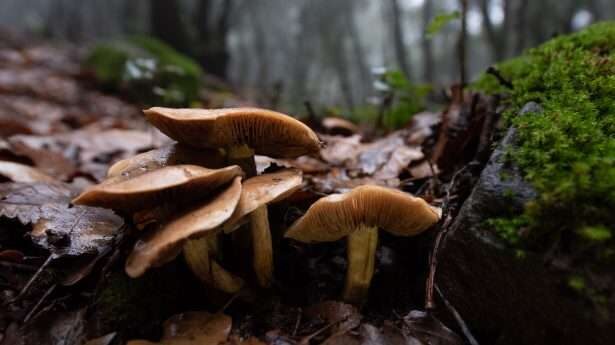 Paddenstoelen groeien in de door regen doordrenkte bergen van de regio Galilea. 