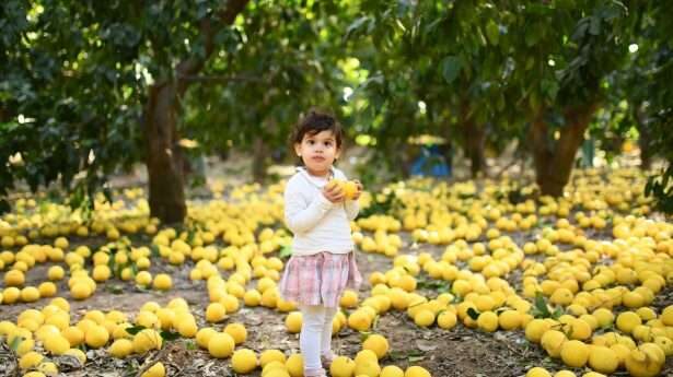 Israëlische kleuter helpt fruit verzamelen op een grapefruit plantage in het centrum van Israël, 10 januari.