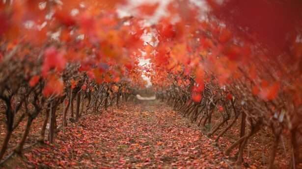 De Tali Wijngaard in het centrum van het land biedt een blik op de verbazing­wekkende schoonheid van het land Israël.