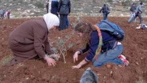 Als bomen grenzen en feiten bepalen - Foto: Haytham Ashtiyeh /Flash90