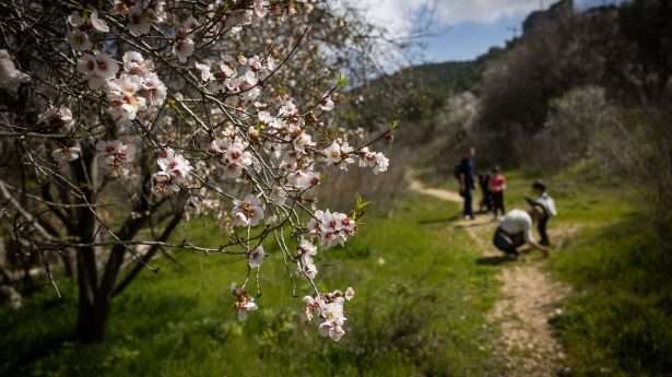 Met de bloei van de amandelbomen in Jeruzalem is de lente in volle gang. 