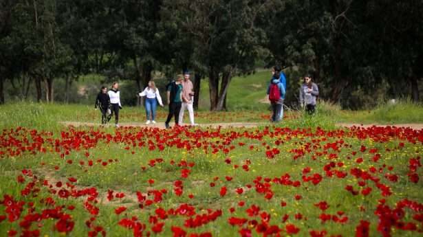 Geliefde anemoonbloemen in volle bloei in het zuiden van Israël. 
