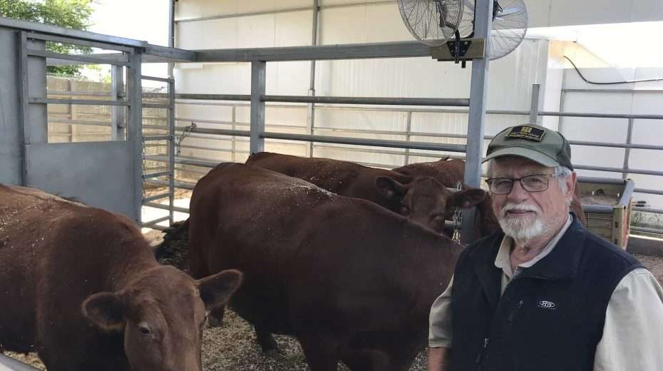 Hoe een boer uit Indiana rode vaarzen fokt in Israël
