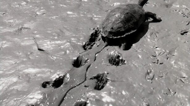 Schildpad bij het Meer van Hula in 1955 Hij woonde een jaar bij het meer om de natuur te documenteren voordat hij verdween. Een film over deze tijd wordt binnenkort uitgebracht.