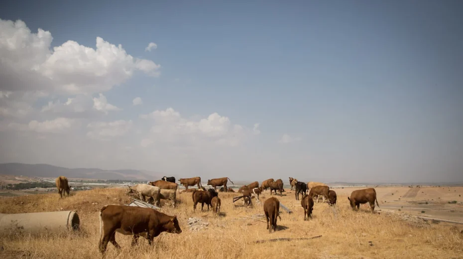 Veehouders beëindigen vierdaagse veedrijf door Samaria