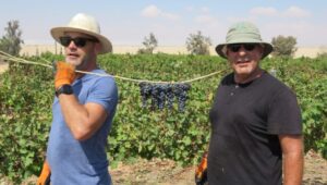 De Negev wordt erkend als eerste woestijnwijngebied - Foto: Dov Eilon